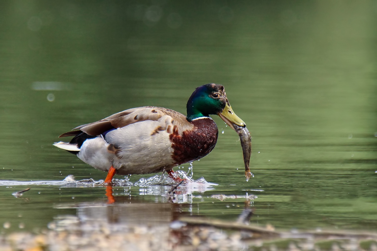 Stockente mit Fisch