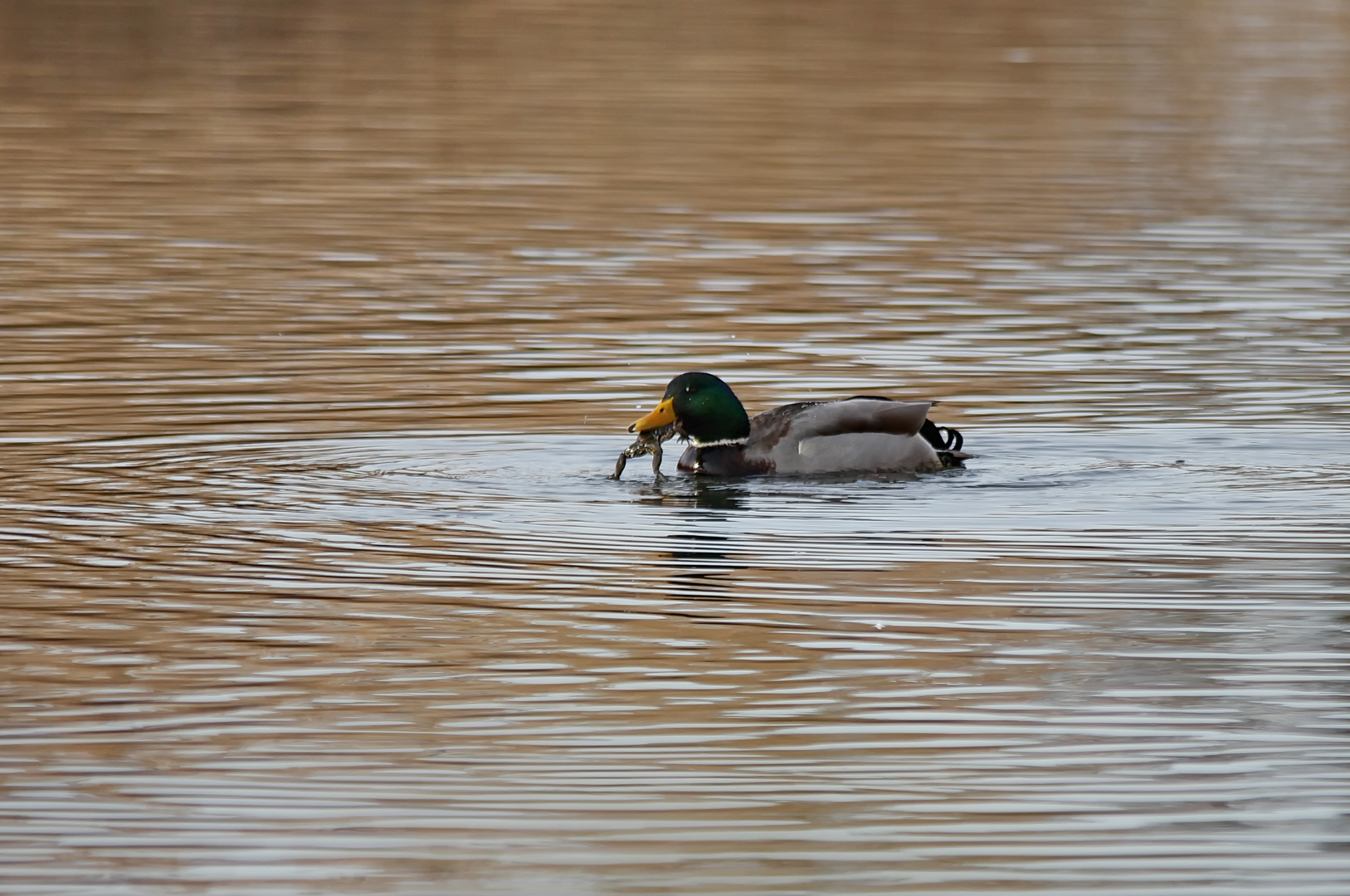 Stockente mit Frosch