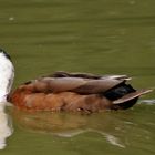 Stockente mit gewaschenem Hals