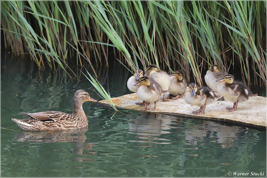 Stockente mit ihren Jungen