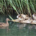 Stockente mit ihren Jungen