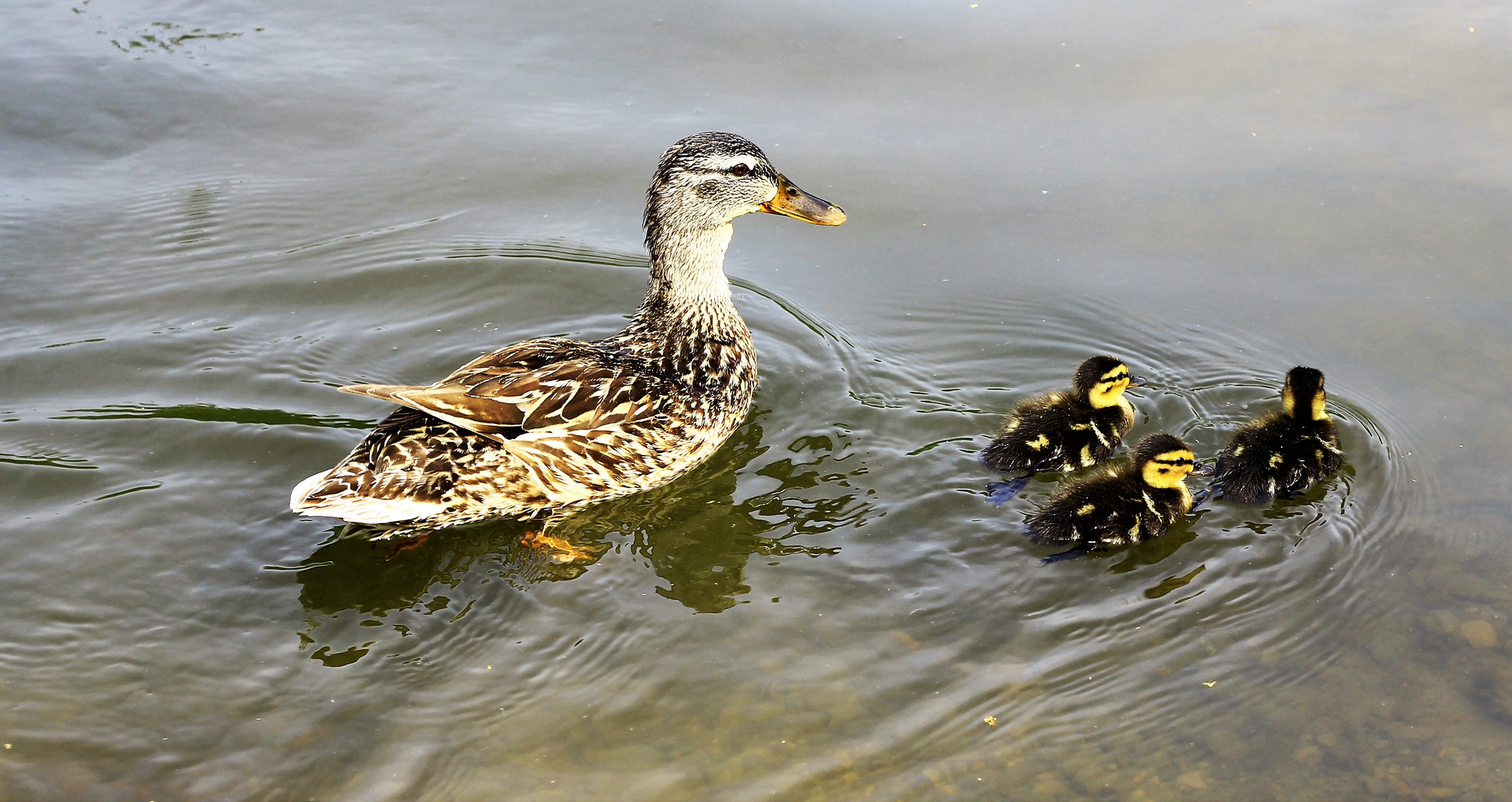 Stockente mit Junge