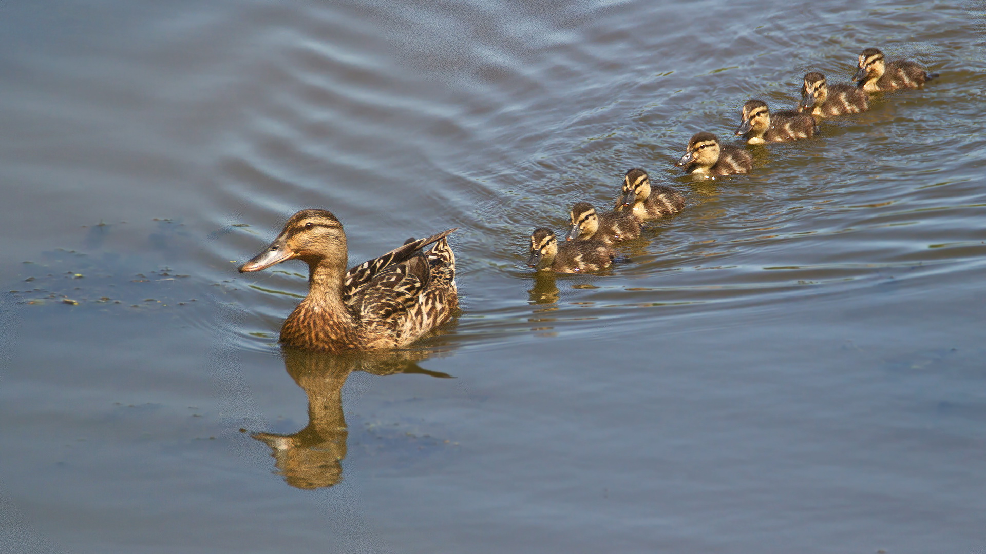 Stockente mit Jungen 001