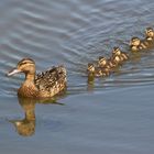 Stockente mit Jungen 001