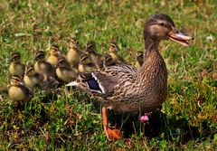 Stockente mit Jungen