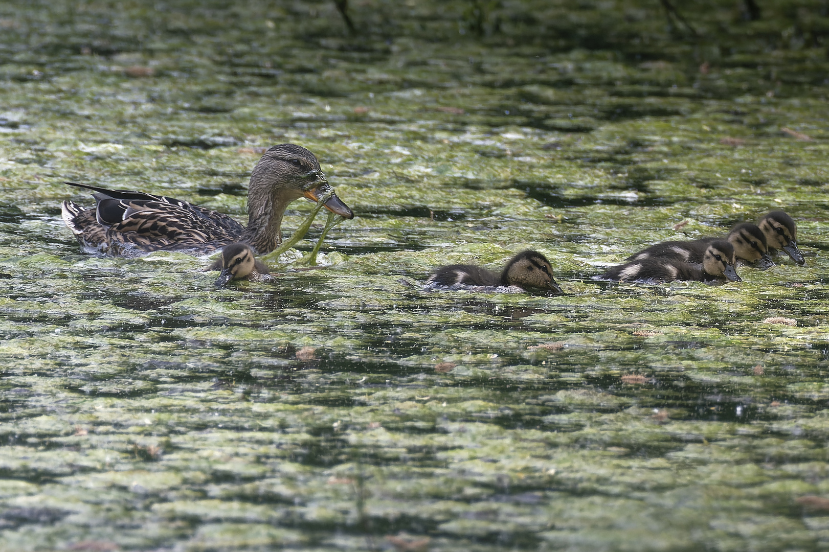  Stockente mit Jungen