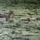  Stockente mit Jungen