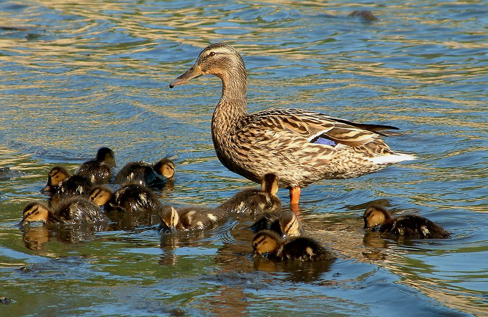 Stockente mit Jungen