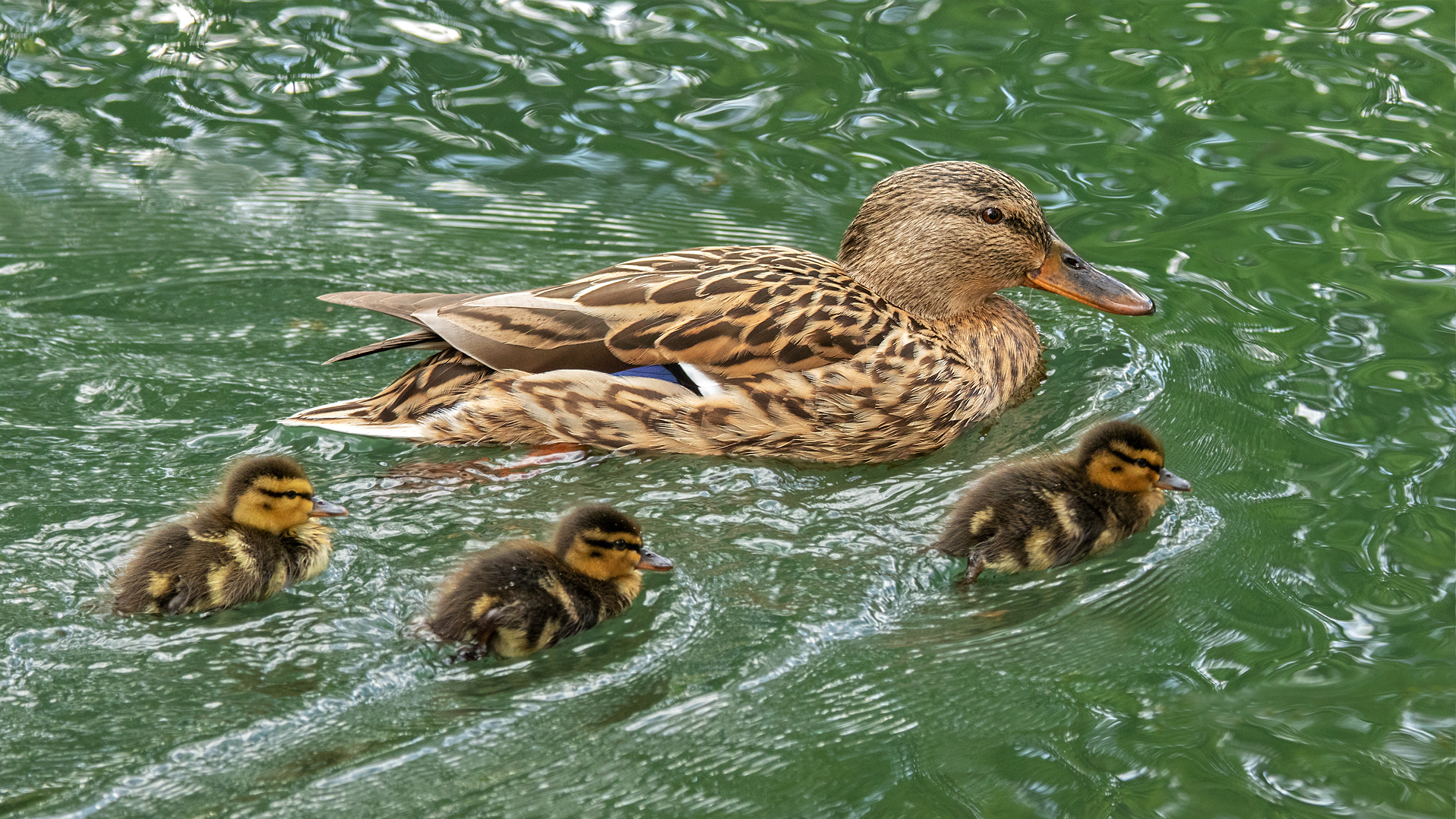 Stockente mit Küken 001 