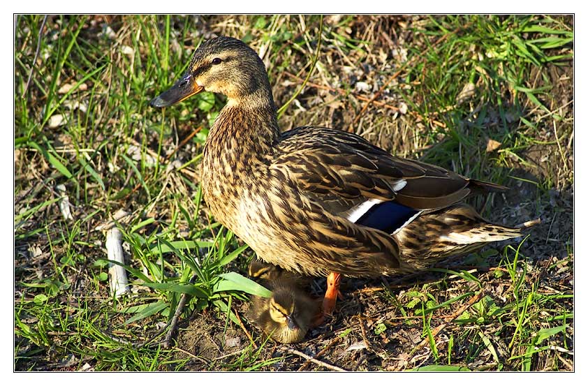 Stockente mit Küken