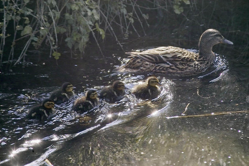 Stockente mit Küken