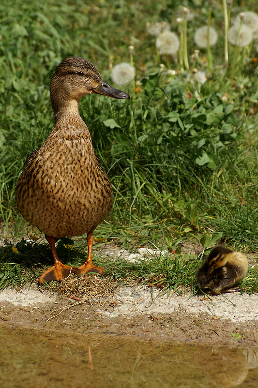 Stockente mit Nachwuchs