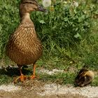 Stockente mit Nachwuchs