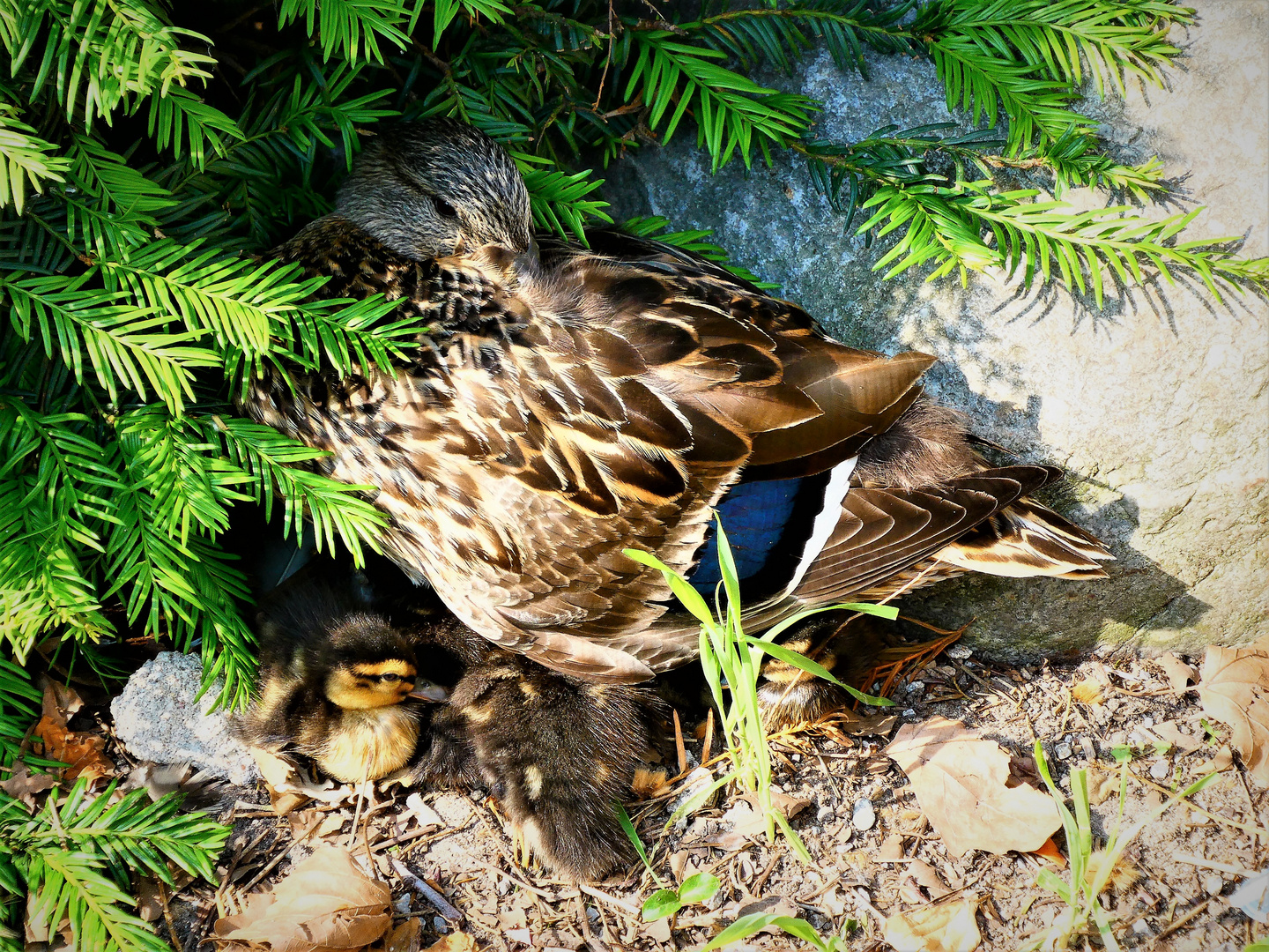 Stockente mit Nachwuchs