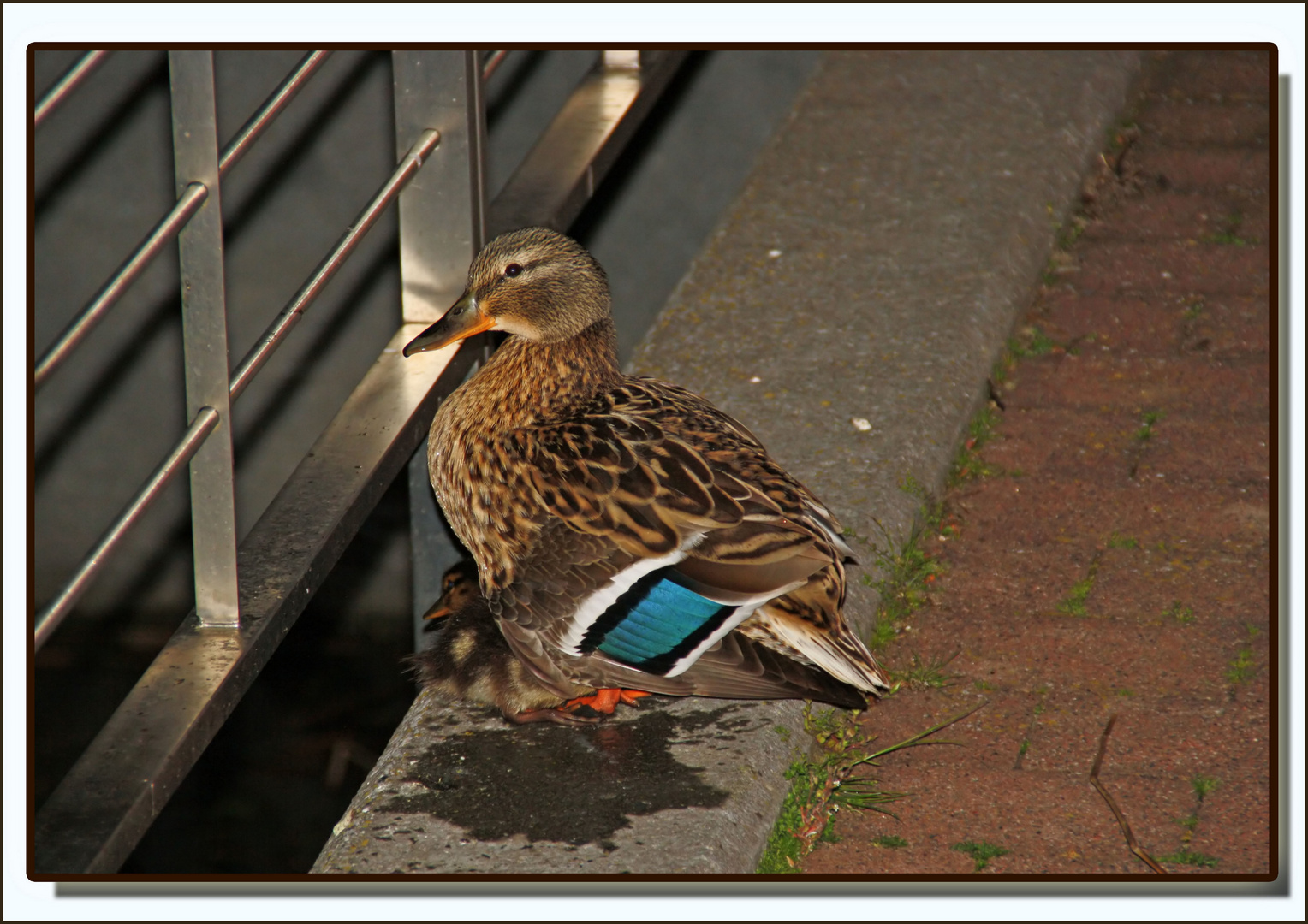 Stockente mit Nachwuchs