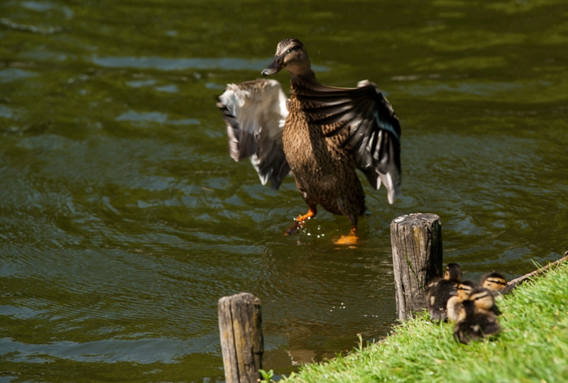 Stockente mit Nachwuchs