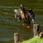 Stockente mit Nachwuchs