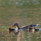 Stockente mit Nachwuchs