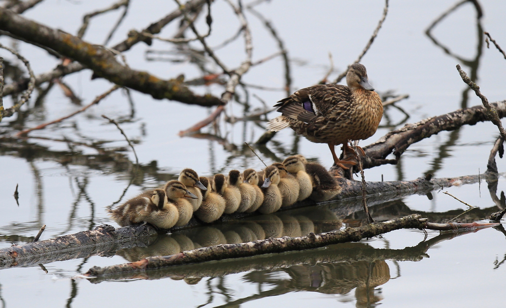 Stockente mit Nachwuchself