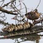 Stockente mit Nachwuchself