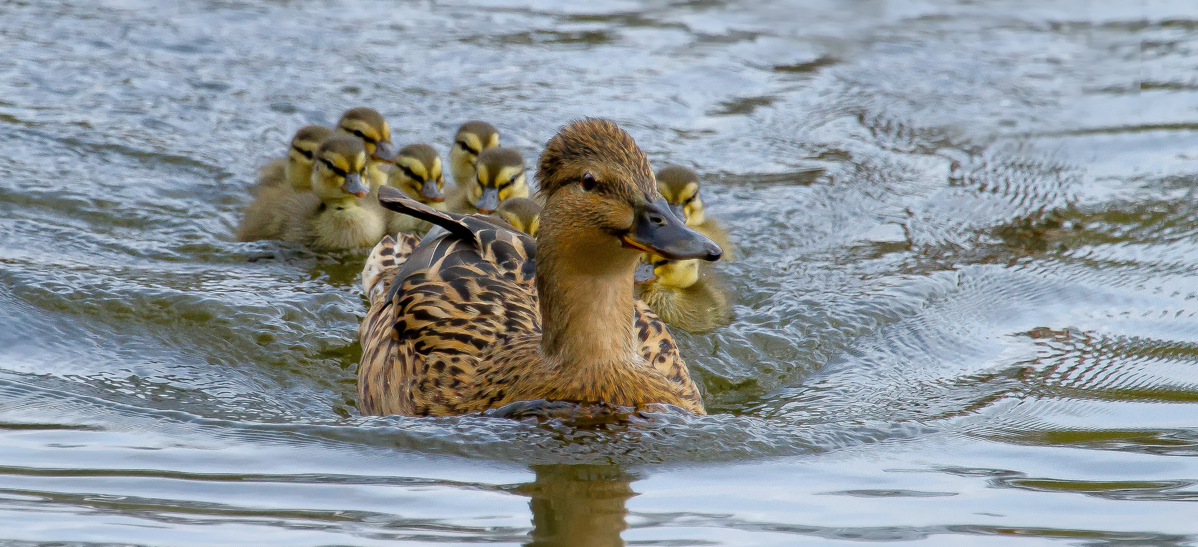 Stockente mit neun kleinen Süßen