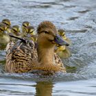 Stockente mit neun kleinen Süßen