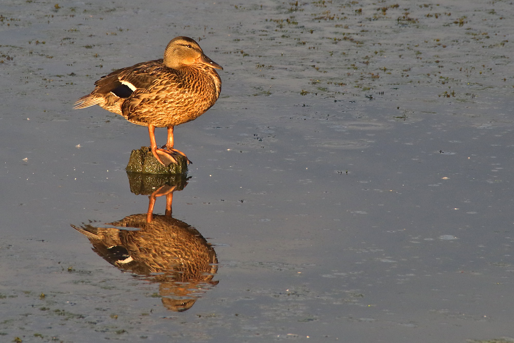 Stockente mit Spiegelbild