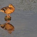 Stockente mit Spiegelbild