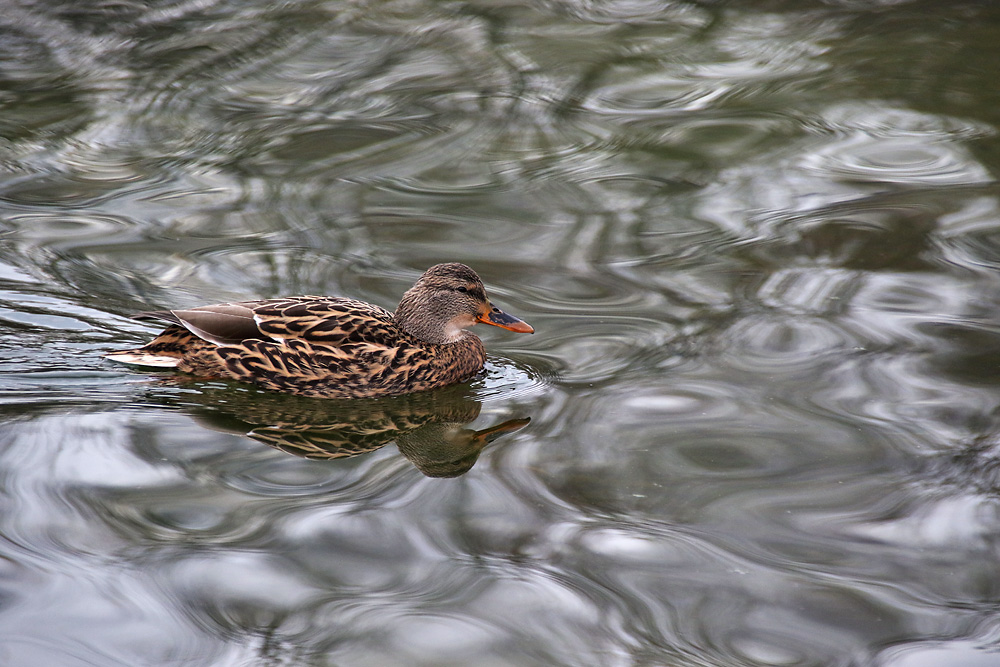 Stockente mit spiegelnder Wasseroberfläche