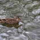 Stockente mit spiegelnder Wasseroberfläche