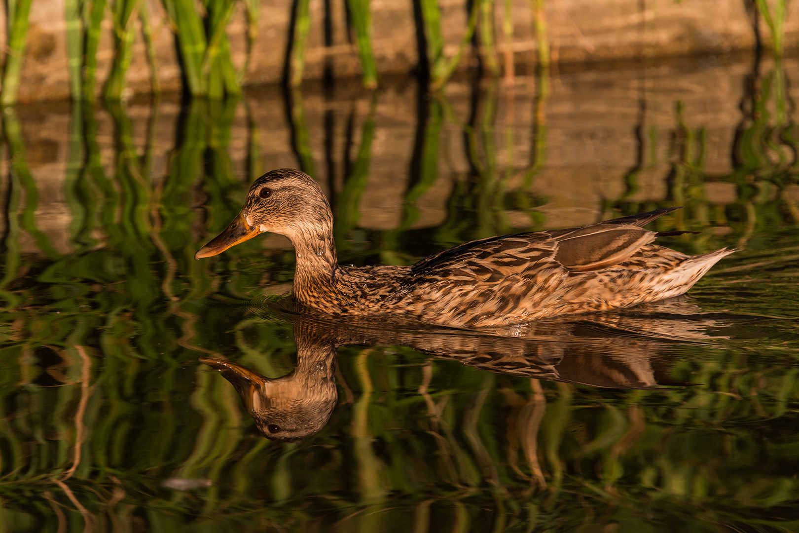 Stockente mit Spiegelung im Wasser