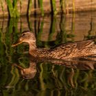 Stockente mit Spiegelung im Wasser