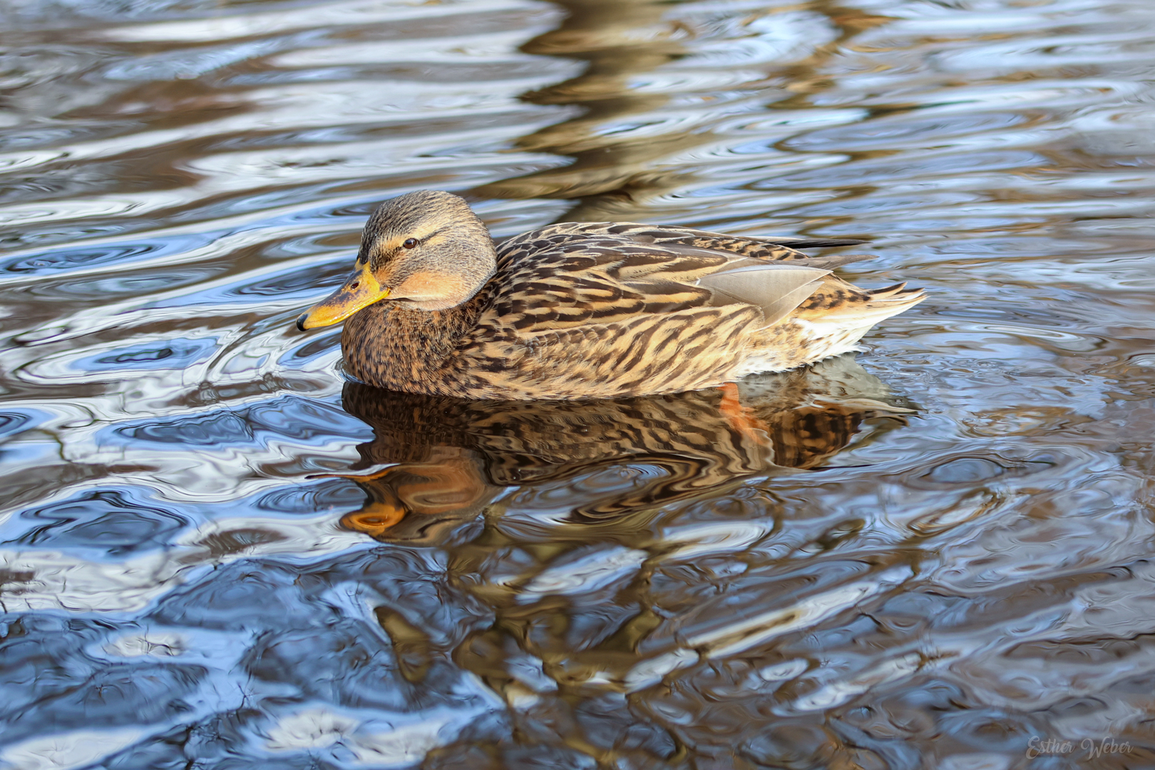 Stockente mit Wasserspiegelungen