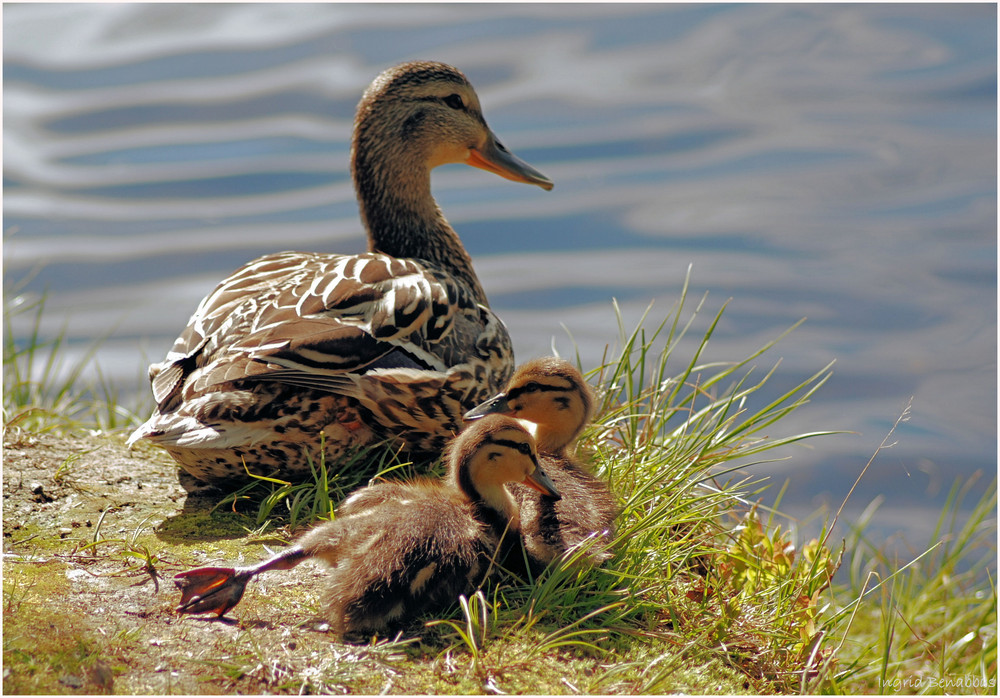 Stockente mit Zwillingen (1)