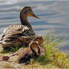 Stockente mit Zwillingen (1)