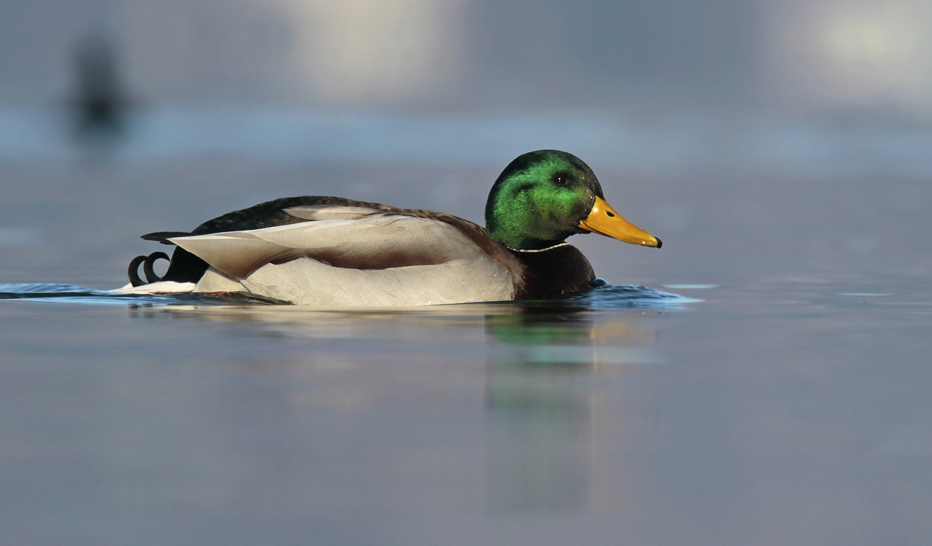 Stockente - na und?