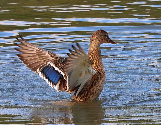 Stockente nach dem Bad