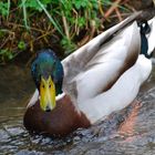 Stockente nach dem Baden