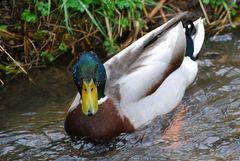 Stockente nach dem Baden