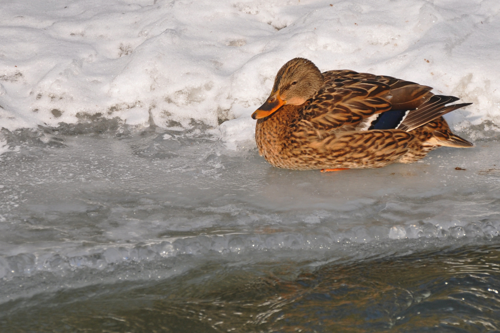 Stockente on ice