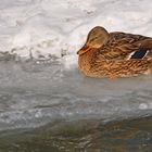 Stockente on ice