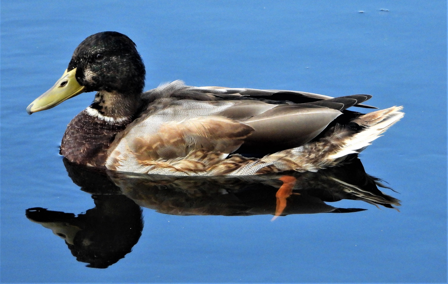 Stockente paddelt auf dem Teich