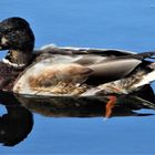 Stockente paddelt auf dem Teich