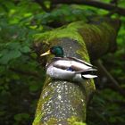 Stockente - Pause in der Sonne