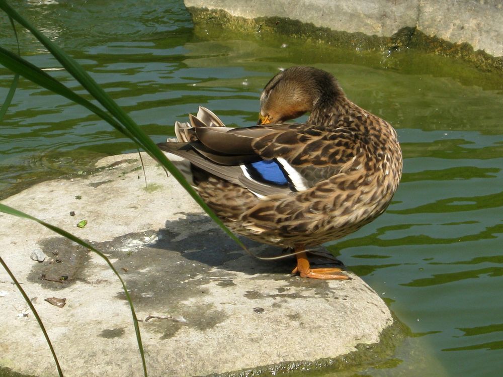 Stockente putzt sich