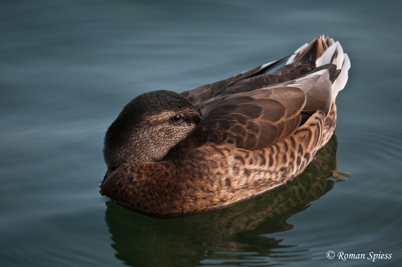 Stockente relax