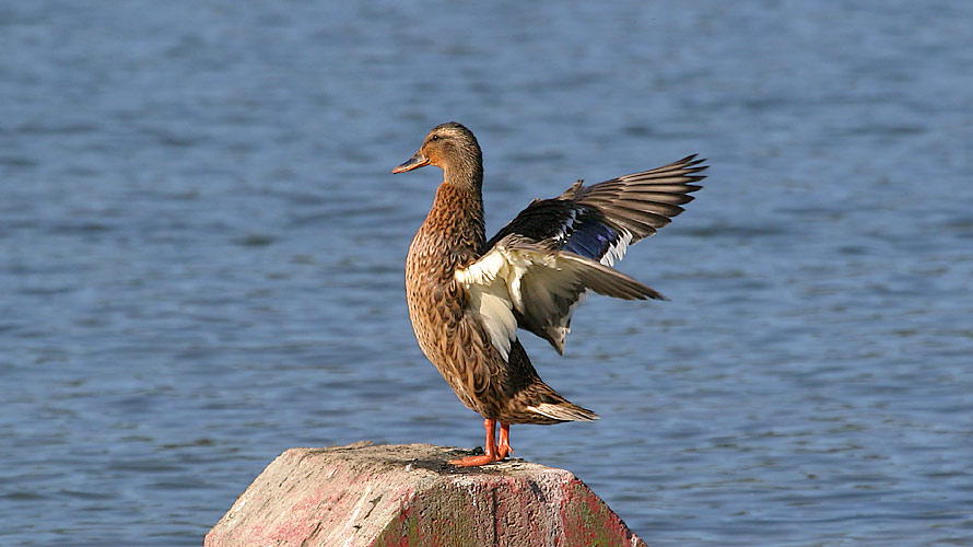 Stockente richtet die Flügel