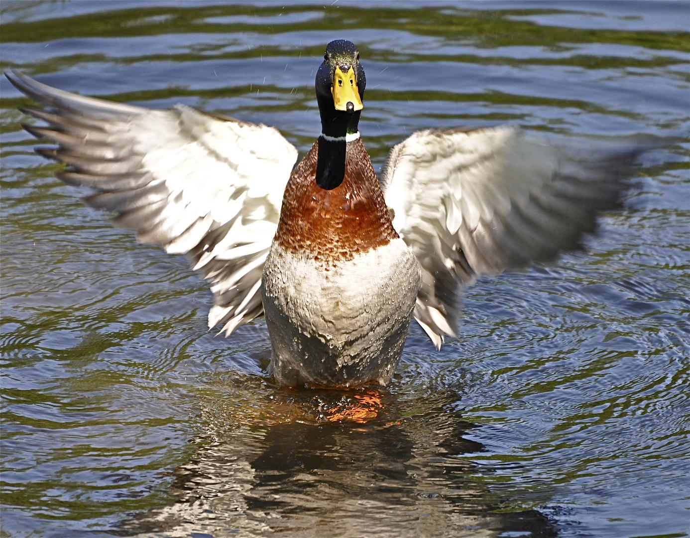 Stockente - Sorpesee / Sauerland