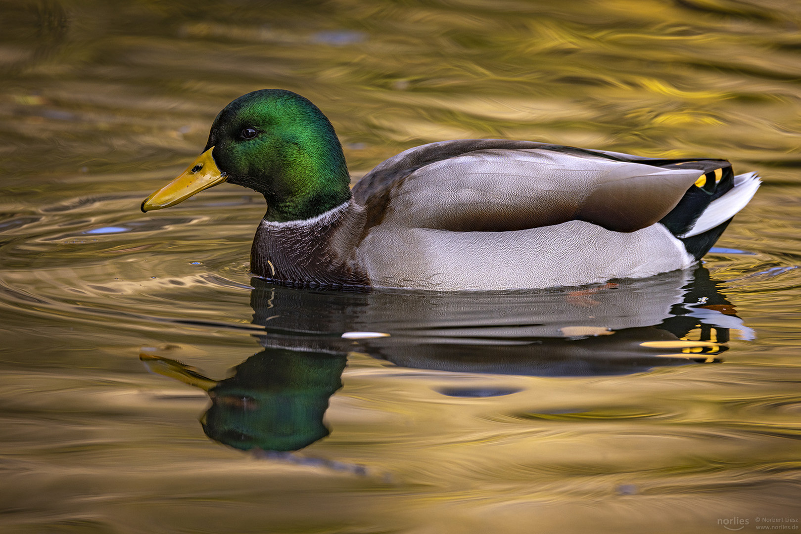 Stockente Spiegelung