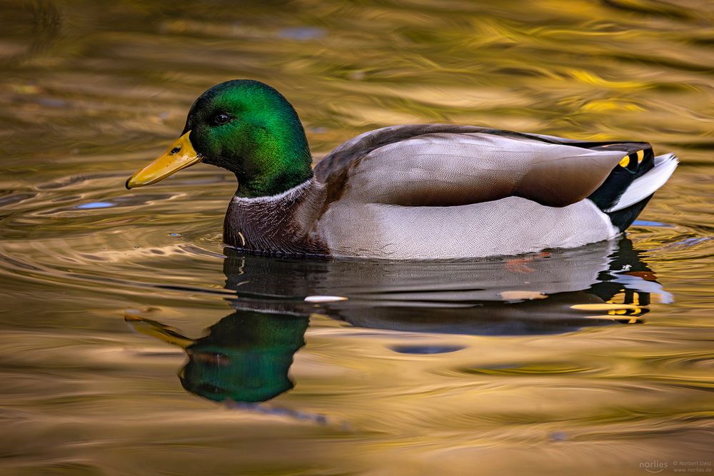 Stockente Spiegelung